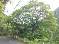 イロハモミジ巨樹
