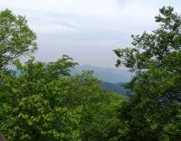 山頂展望台からの森