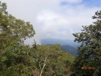 山頂展望台からの森