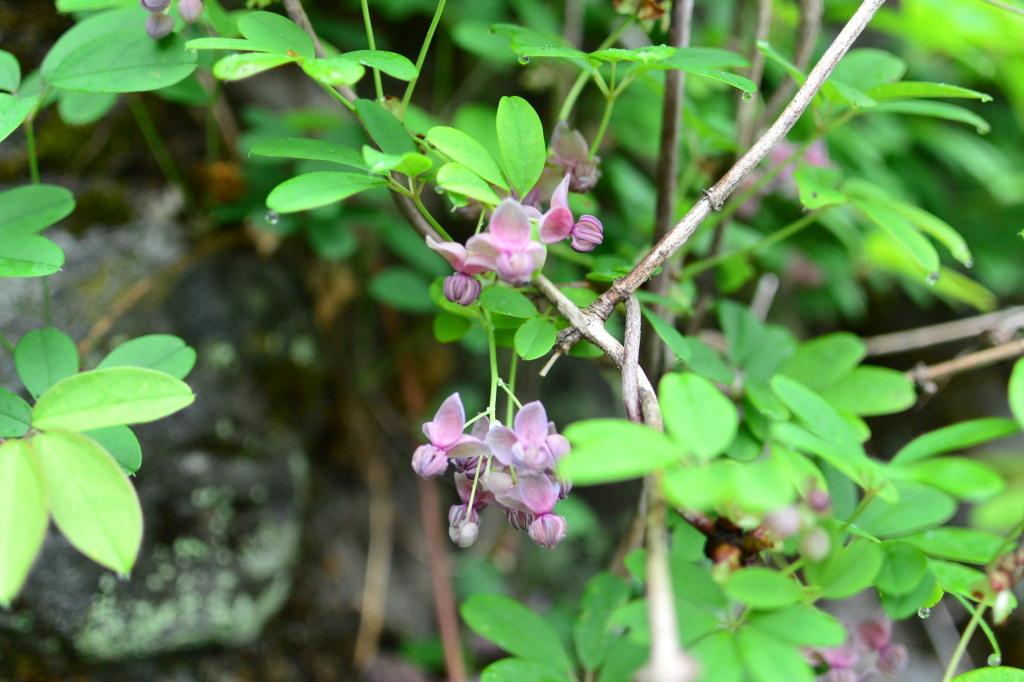 アケビのす アケビ科アケビ属ミツバアケビ，学名：Akebia trifoliata