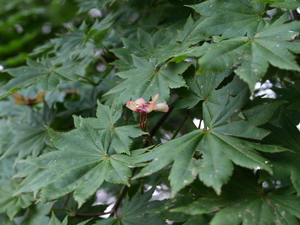 奥多摩植物目録