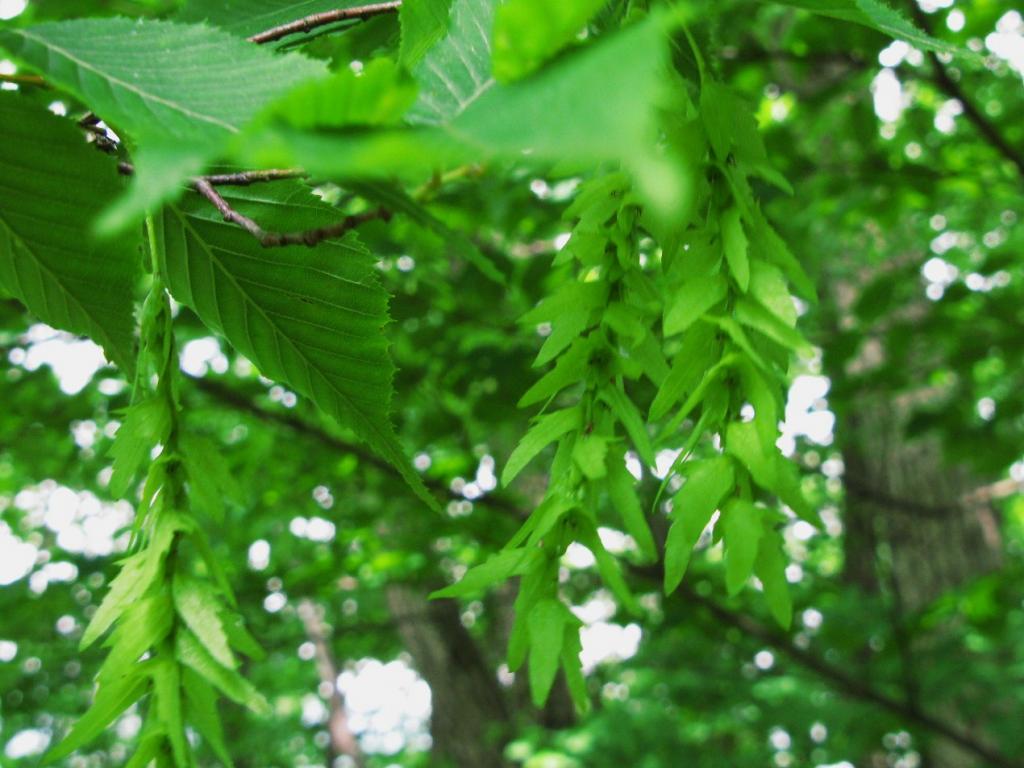 奥多摩植物目録