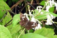 ダイミョウセセリ（撮影SR石川）