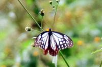 アサギマダラ♀