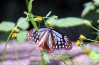 アサギマダラ♀