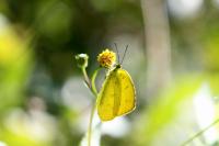 キタキチョウ（撮影SR室田）