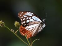 マーキング後の画像_撮影者：小林光