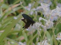カラスアゲハ（撮影SR室田）