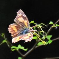 テングチョウ（撮影SR黒川）