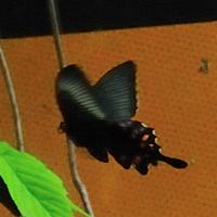 カラスアゲハ（撮影SR黒川）
