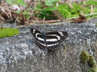 ミスジチョウ　室田