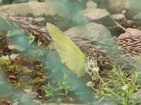キタキチョウ　室田