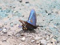 ミヤマカラスアゲハ