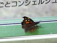 テングチョウ（撮影SR岩田）
