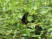カラスアゲハ（撮影SR室田）