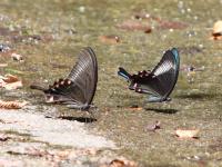 ミヤマカラスアゲハ（左）