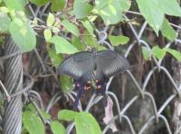 カラスアゲハ（撮影：SR真鍋）