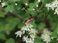 サカハチチョウ（撮影：SR室田）