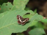 サカハチチョウ（撮影：SR室田）