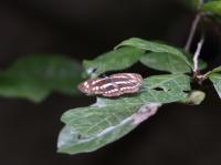 コミスジ（撮影：SR室田）