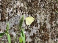 キタキチョウ　撮影室田
