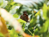 テングチョウ　撮影室田