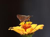 チャバネセセリ　撮影室田