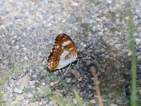 イチモンジチョウ裏　撮影室田