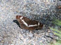 イチモンジチョウ表　撮影室田