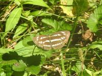 コミスジ　撮影真鍋