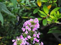 カラスアゲハ　撮影黒川