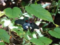 ナガサキアゲハ（撮影SR小林光）