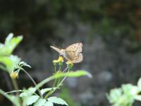 ミドリヒョウモン（撮影SR室田）