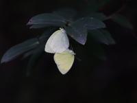 キタキチョウ（撮影SR室田）