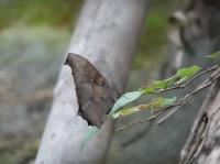 クロコノマチョウ（撮影SR小林光）