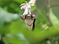 チャバネセセリ（撮影SR室田）