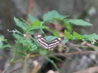 コミスジ（撮影SR室田）