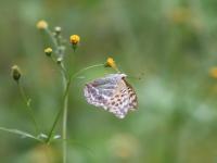ミドリヒョウモン（撮影SR室田）