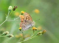 クモガタヒョウモン（撮影SR室田）