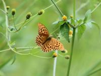 クモガタヒョウモン（撮影SR室田）