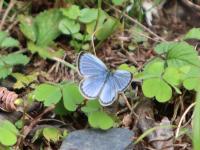 ヤマトシジミ（撮影SR室田）