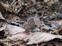 ヤマトシジミ（撮影SR