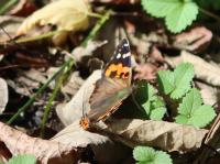 アカタテハ（撮影SR室田）