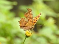 キタテハ（撮影SR真鍋）