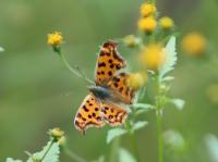 キタテハ（撮影SR室田）