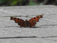 シータテハ（撮影SR真鍋）