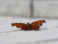 シータテハ（撮影SR室田）