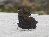 ルリタテハ（撮影SR真鍋）