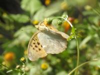 クモガタヒョウモン（撮影SR真鍋）