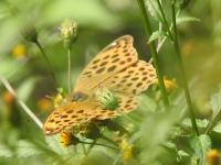 クモガタヒョウモン（撮影SR真鍋）